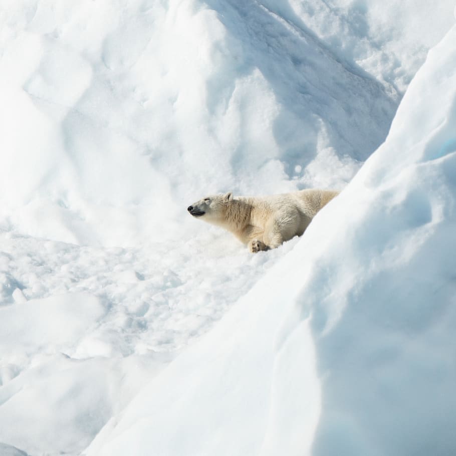 polar bear lying on snow, one animal, animal themes, cold temperature HD wallpaper