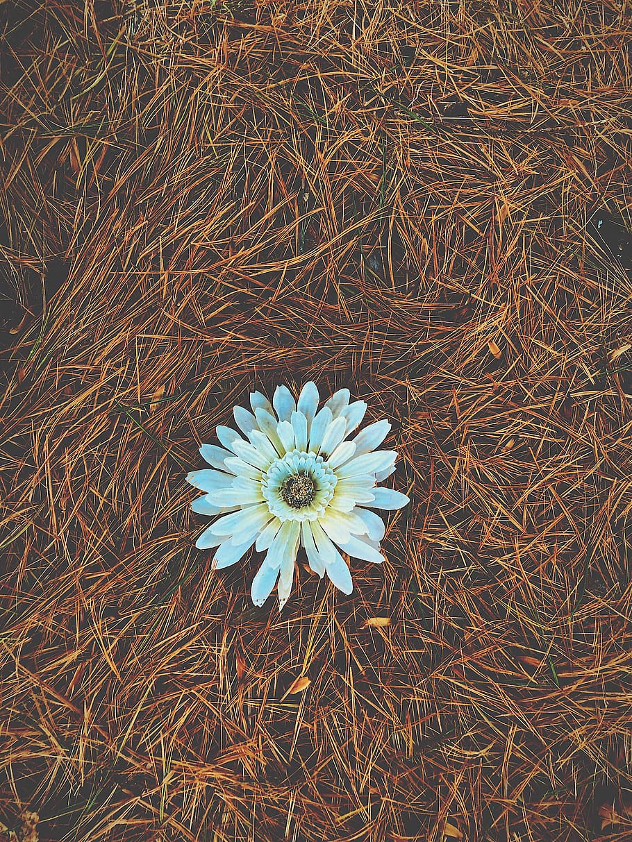 pine straw, pine needles, flower, white, minimal, bud, plant HD wallpaper