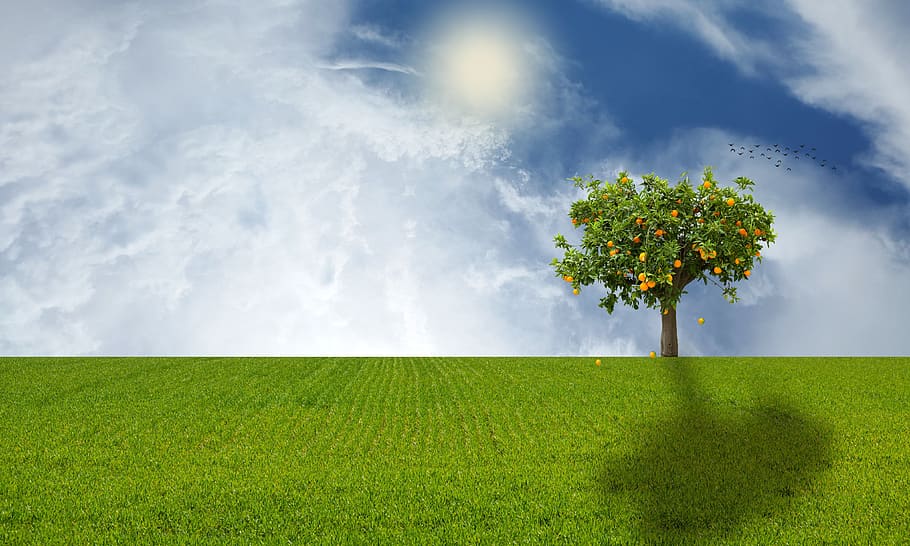 sunset, tree, nature, sky, landscape, composition, field, plant HD wallpaper