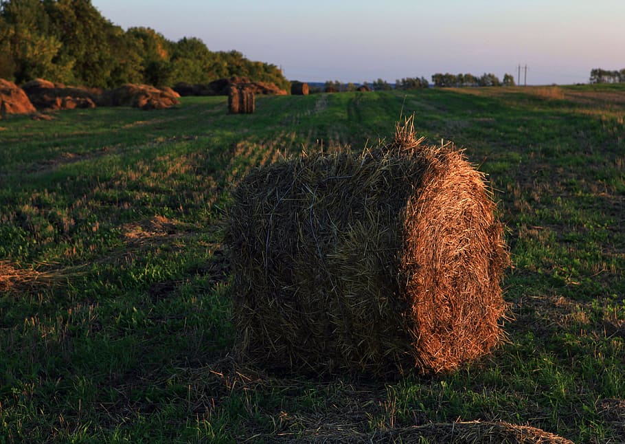 corn, dry, farm, field, food, grass, harvest, hay, haybales HD wallpaper