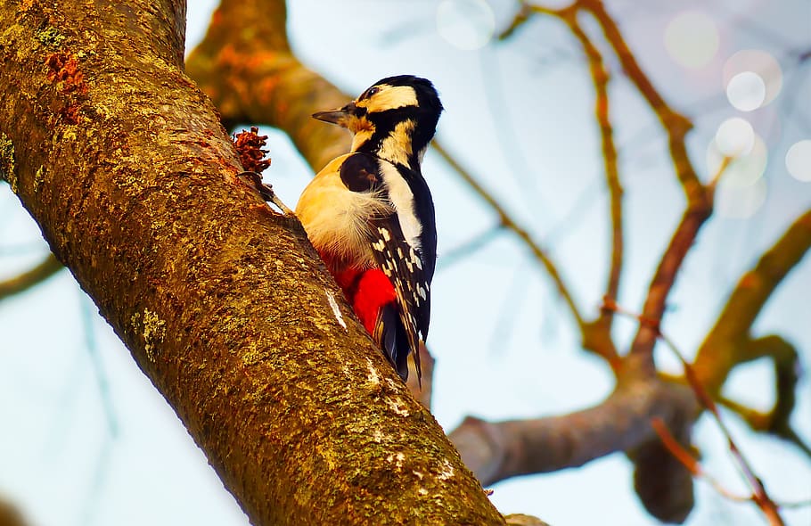 woodpecker, bird, useful, tree, sky, animals, nature, at the court of HD wallpaper