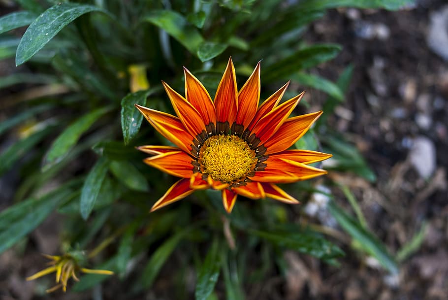 nature, plant, flower, leaf, summer, flowering plant, freshness HD wallpaper