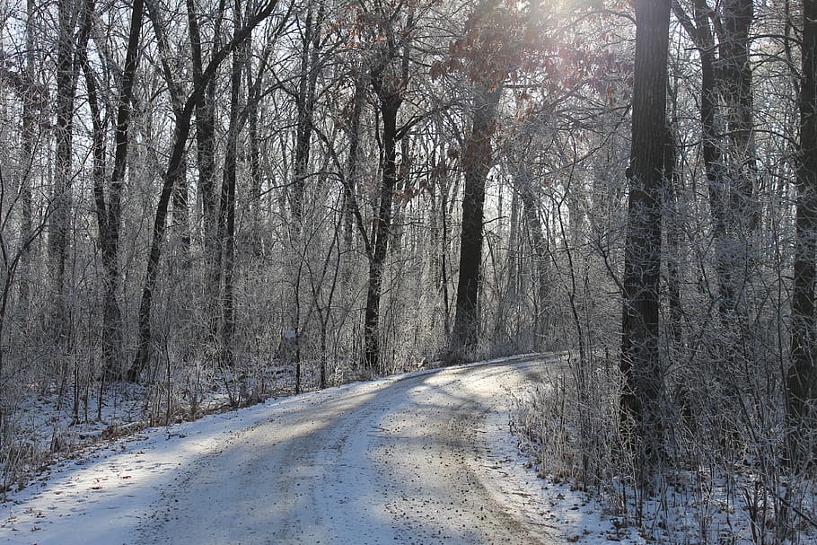 road between bare trees, nature, outdoors, ice, snow, plant, flare