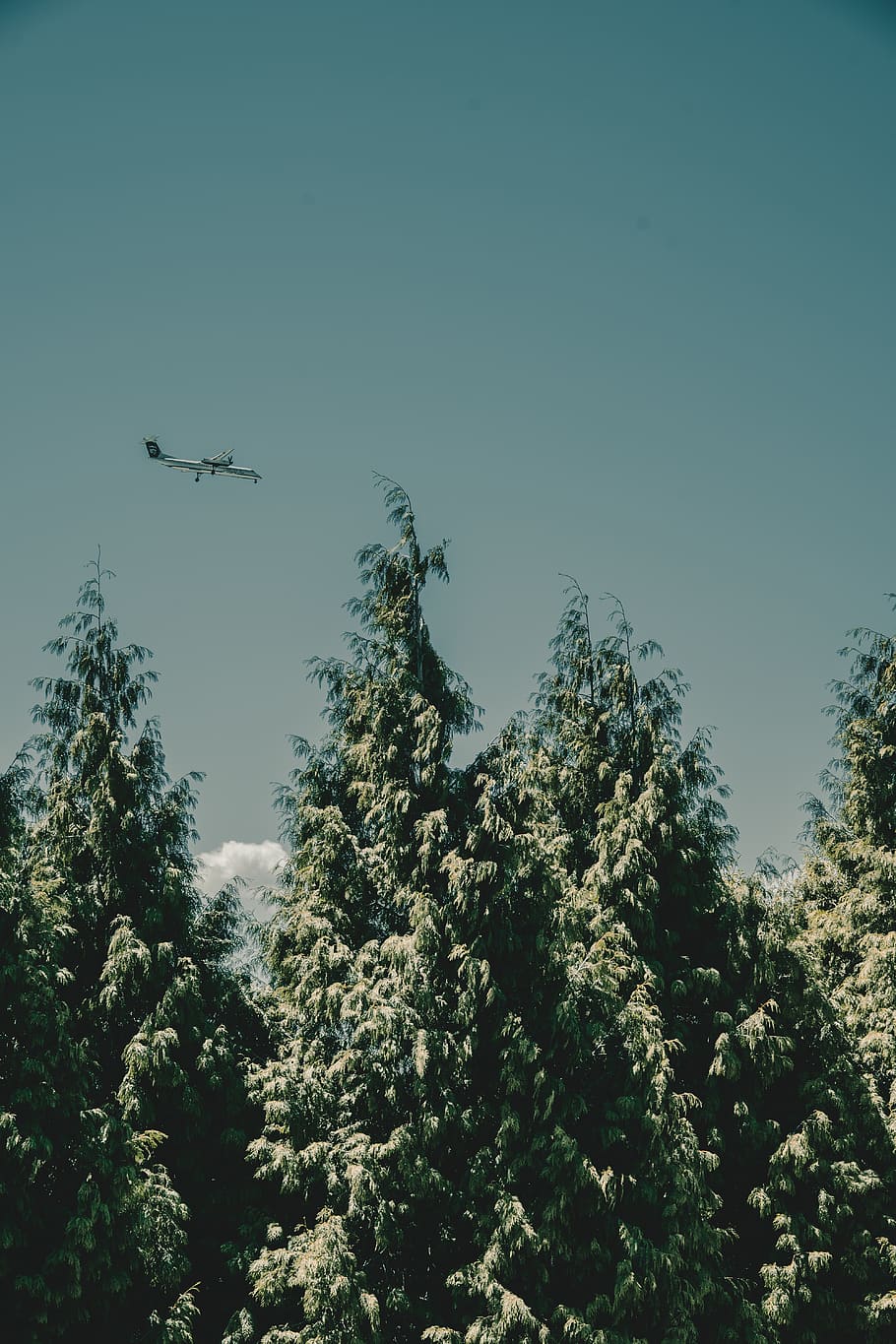 plane on flight, tree, plant, flying, sky, air vehicle, mode of transportation HD wallpaper