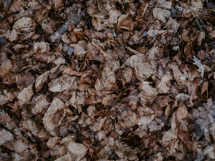 dried brown leaf, food, sea life, animal, plant, invertebrate HD wallpaper