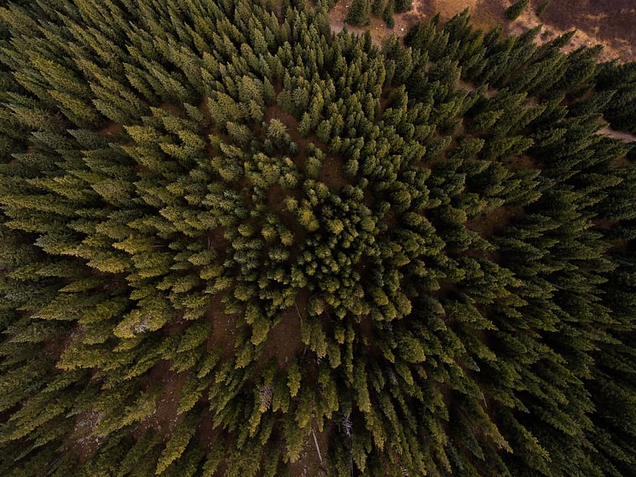 aerial, view, pine, trees, plants, forest, nature, full frame HD wallpaper