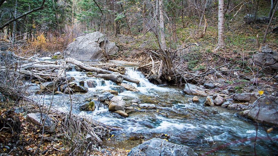 stream, water, rocks, nature, trees, branch, plant, forest HD wallpaper