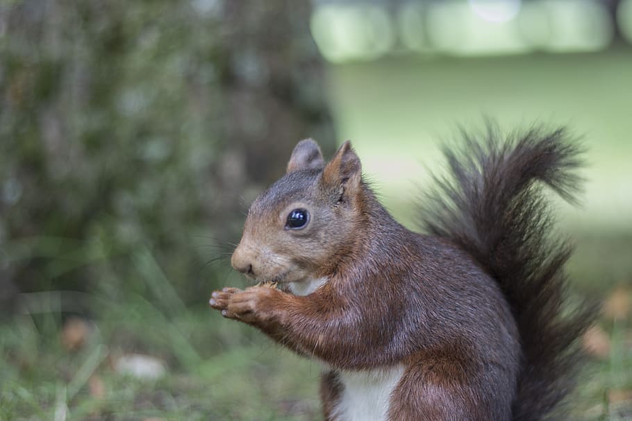 squirrel, park, alameda, animals, rodent, nature, forest, tree HD wallpaper
