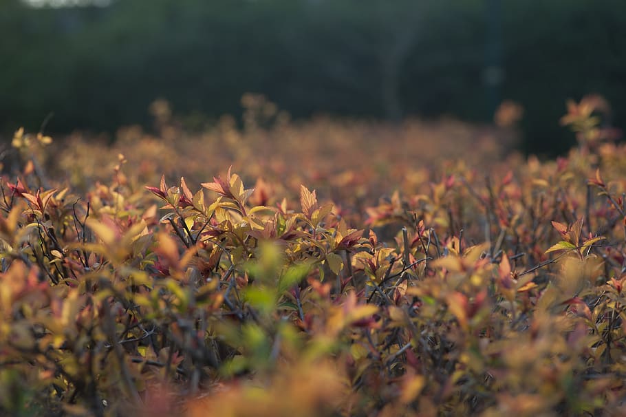 leafs, red, nature, color, plant, colorful, yellow, natural HD wallpaper