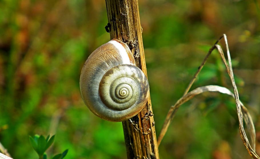 seashell, snail, meadow, grass, macro, the creation of, garden HD wallpaper