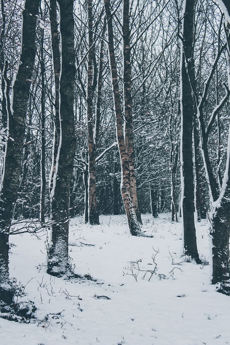 tree covered with snow during daytime, nature, plant, outdoors HD wallpaper