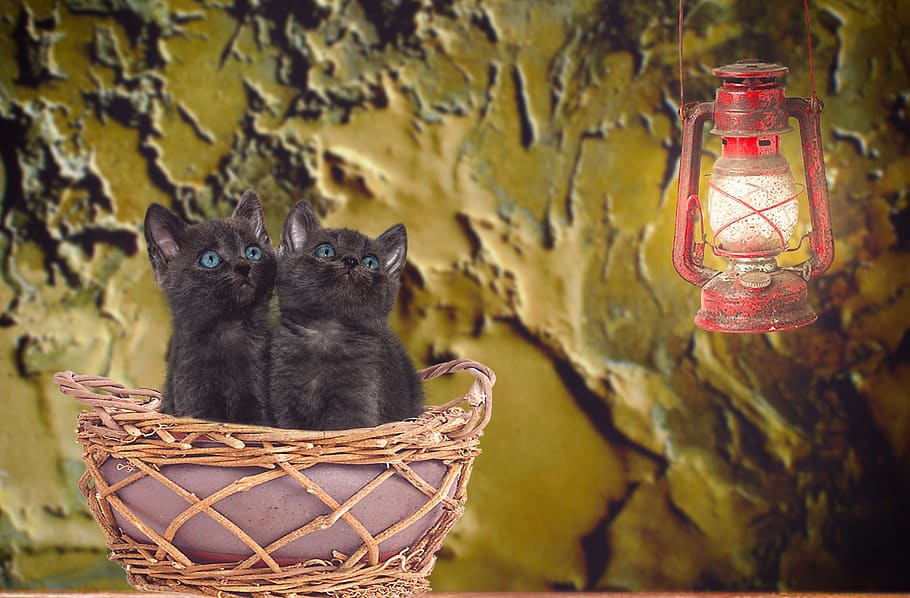 cat, young, basket, sitting, lantern, light, animal, pet, cute HD wallpaper