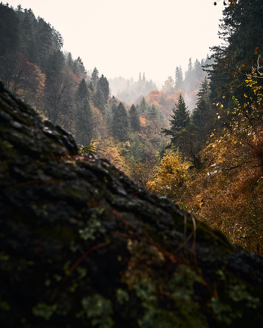 green trees, plant, abies, fir, conifer, sosan, kalgha, india HD wallpaper