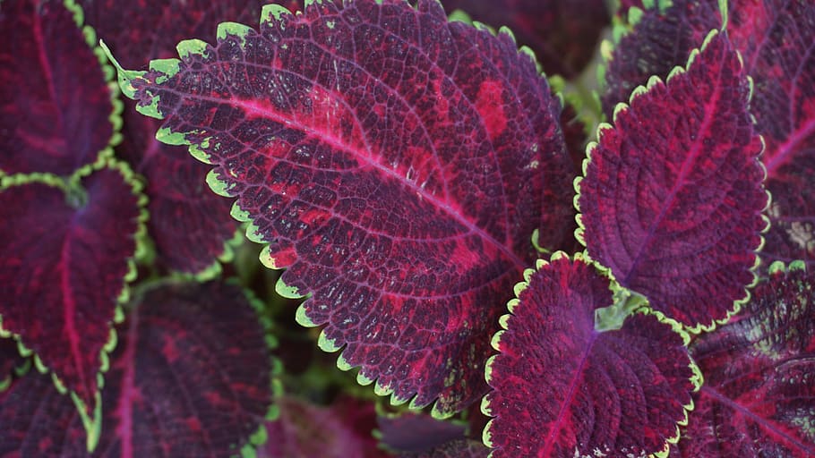 Purple Leafed Plant, bright, close-up, colored, colors, decorative plant HD wallpaper