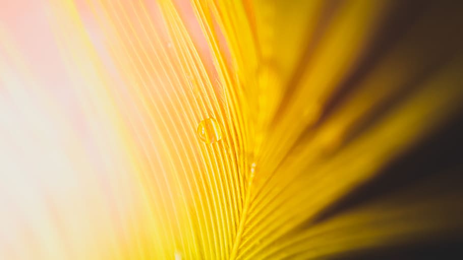 abstract, bright, feather, wallpaper, backgrounds, full frame HD wallpaper
