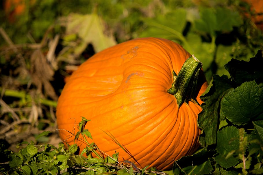 nature, fall, orange, vegetables, autumn, october, power, pumpkin HD wallpaper