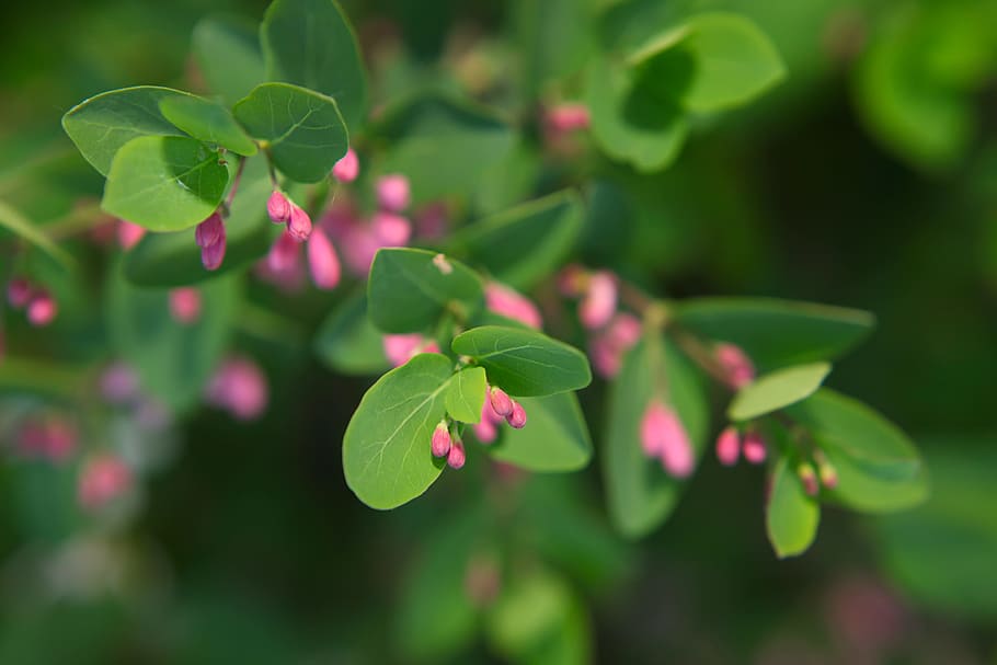 beautiful, blossom, bright, bunch, closeup, detail, flora, floral HD wallpaper