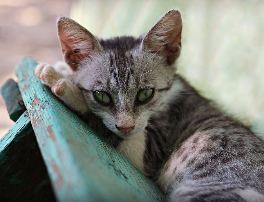 cat, small, about, eye, cute, animals, gray, domestic, pet HD wallpaper