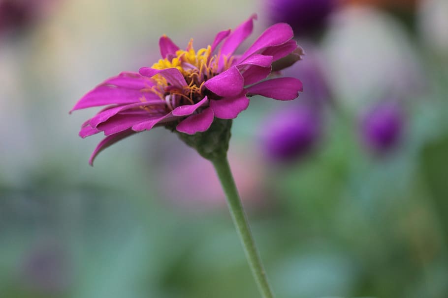 flower, purple, si, bloom, blossom, lavender, summer, spring HD wallpaper