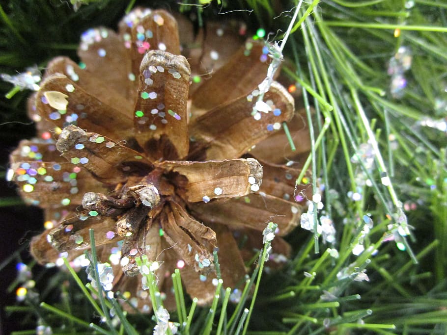 christmas, cone, leaves, plant, close-up, nature, flower, flowering plant HD wallpaper