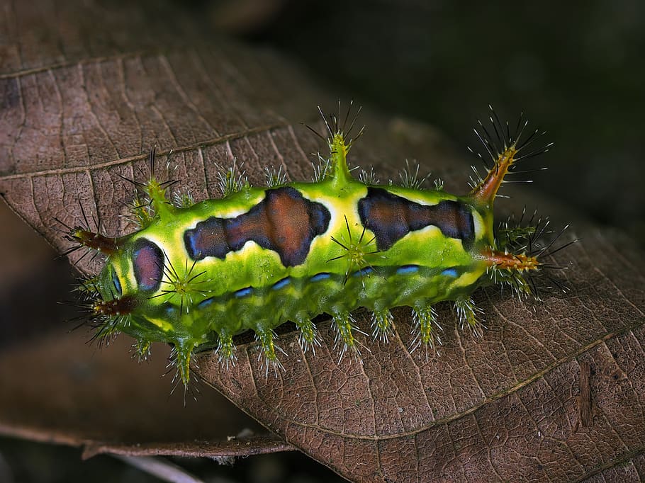 insects, deep, color, spiky, wild, animal wildlife, animals in the wild HD wallpaper