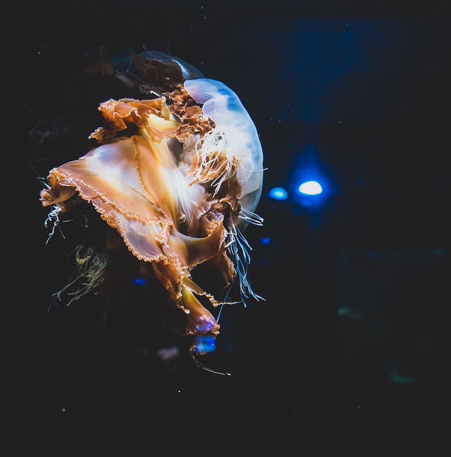 brown and white jellyfish, invertebrate, animal, sea life, wien HD wallpaper