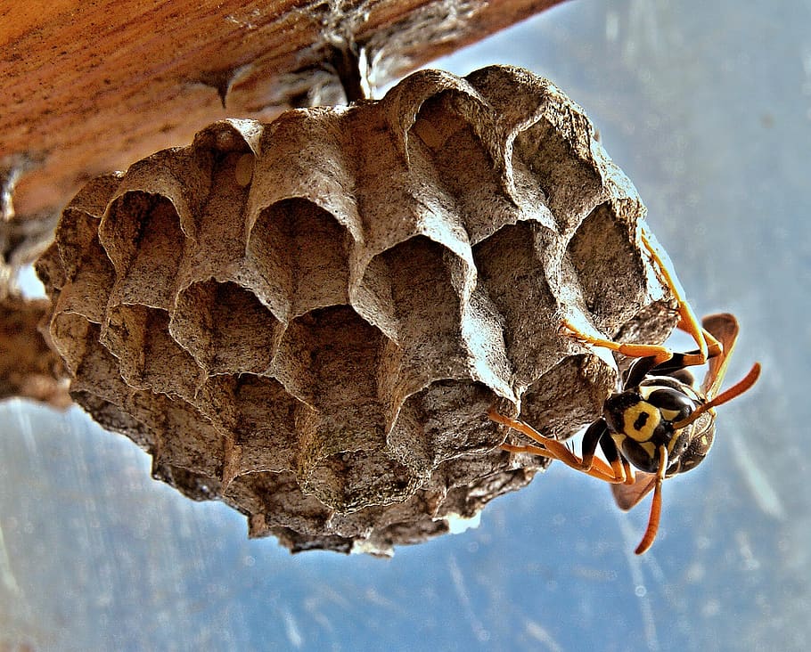 Black and Yellow Wasp, close-up, insect, macro, wasp's nest, invertebrate HD wallpaper