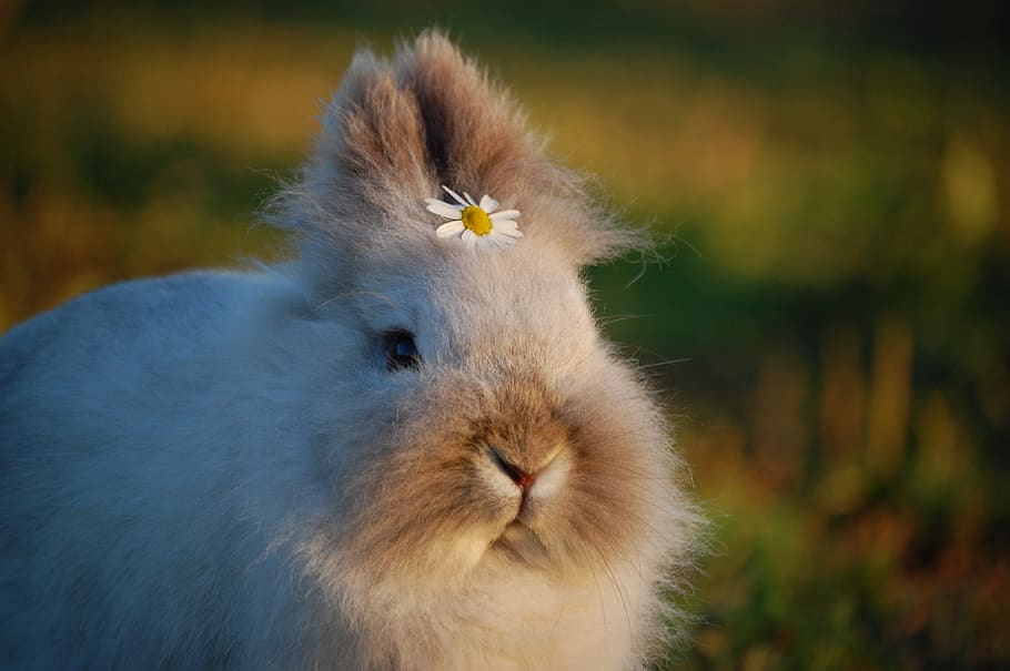 Selective Focus Photo of Rabbit, animal, animal photography, blurred background
