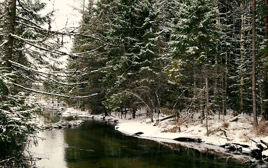 Body Of Water Near Forest, daylight, environment, nature, scenery HD wallpaper