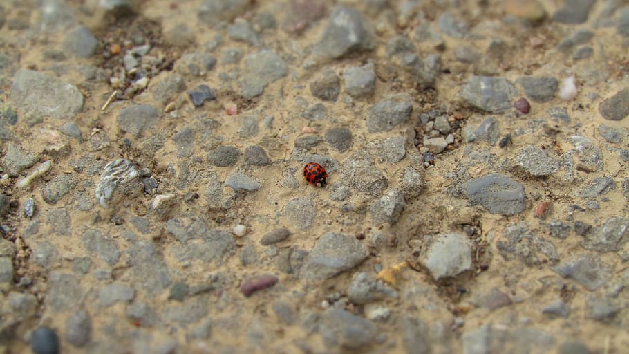 ladybeetle, ladybird, ladybug, path, asphalt, stone, zoom, macro HD wallpaper