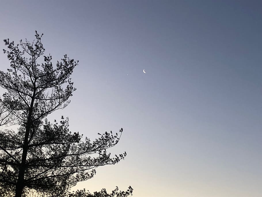 winter, sky, tree, moon, stars, nature, outdoors, urban, outside HD wallpaper