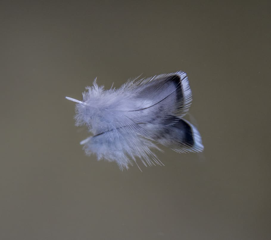 feather, budgie, bird, plumage, blue, studio shot, vulnerability, HD wallpaper