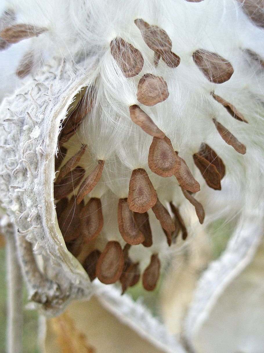 Milkweed seeds happily coming out of the cracked pod, milkweed pod