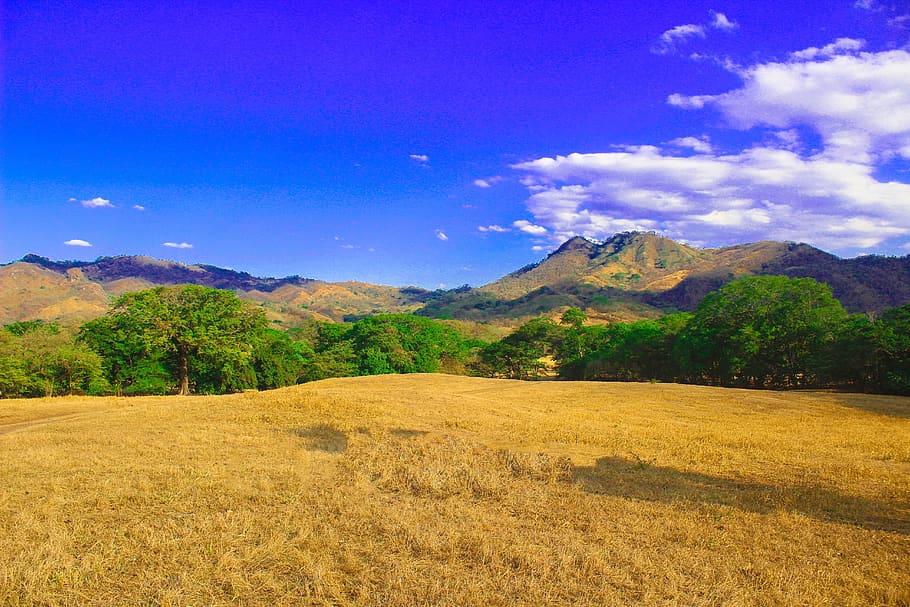 environment, nature, summer, landscape, spring, flora, clouds HD wallpaper
