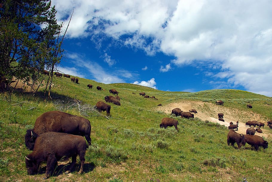 bison on hillside, herd, nature, buffalo, horns, mammal, meadow HD wallpaper