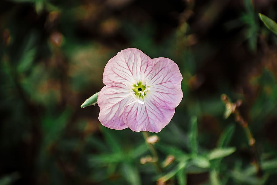 pollination, stigma, white, yellow, green, photography, davies design HD wallpaper