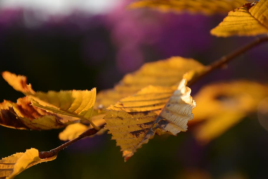 tree, leaf, leaves, trees, colours, colors, yellow, autumn HD wallpaper