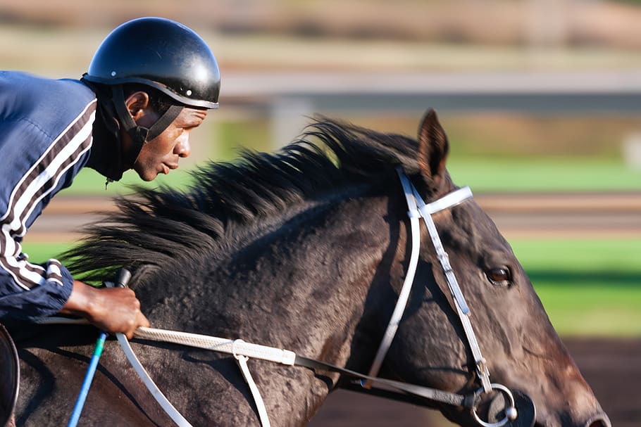 Tilt Shift Focus Photography of Man Riding Horse, action, adult, HD wallpaper