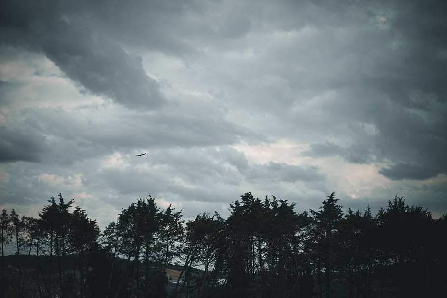 bird, trees, clouds, cool, summer, cloud - sky, plant, beauty in nature HD wallpaper