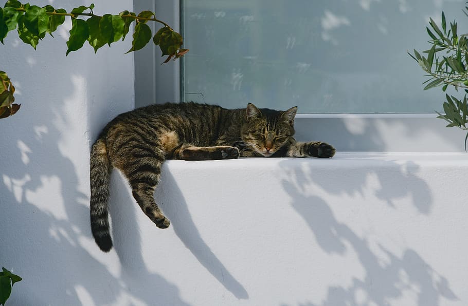 cat, nap, sleep, rest, contrast, white, shadow, light, calm HD wallpaper