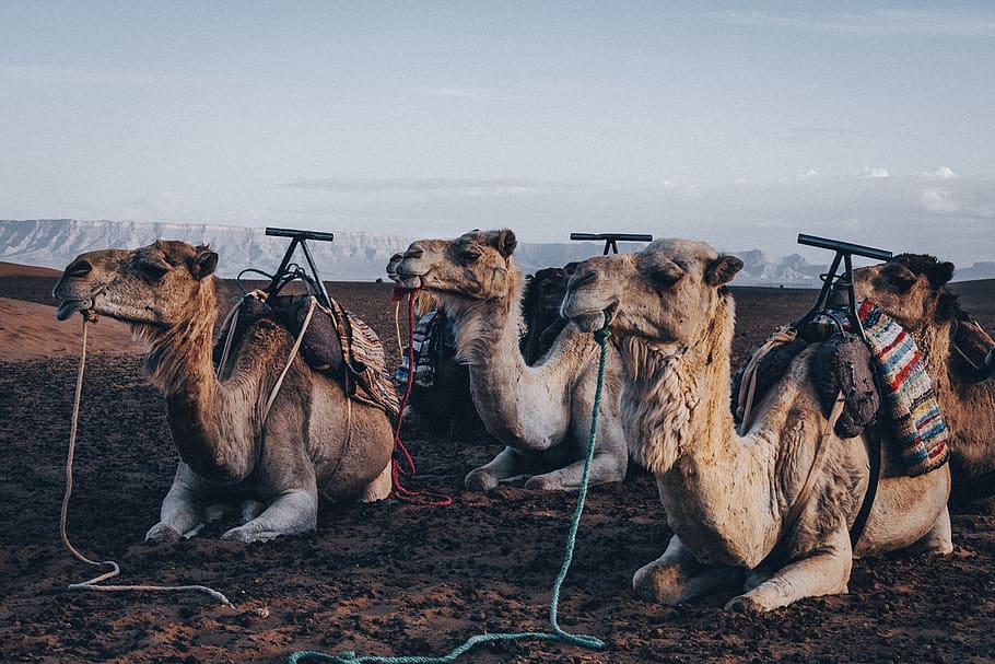 four brown camels, mammal, domestic animals, pets, working animal HD wallpaper