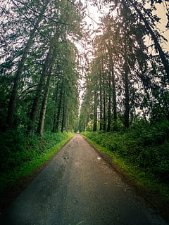 forest, vertical, landscape, nature, trees, green, wood, lockscreen wallpaper HD wallpaper
