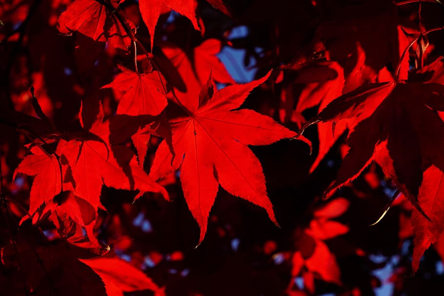 fan maple, leaves, fall leaves, fall color, acer palmatum, red, HD wallpaper