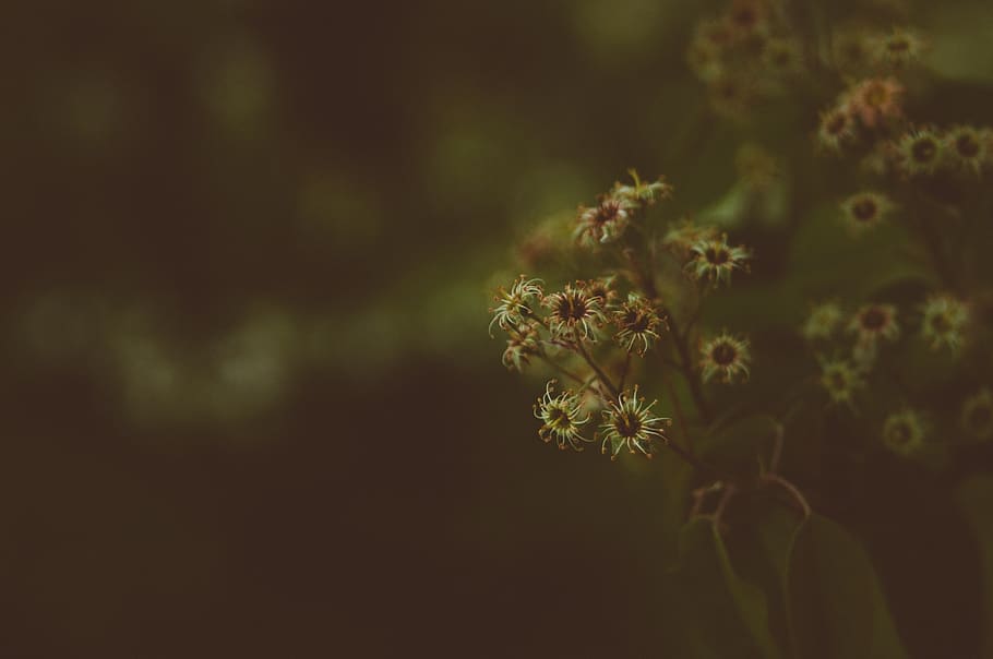 dark, blur, bokeh, flower, plants, flowering plant, beauty in nature HD wallpaper