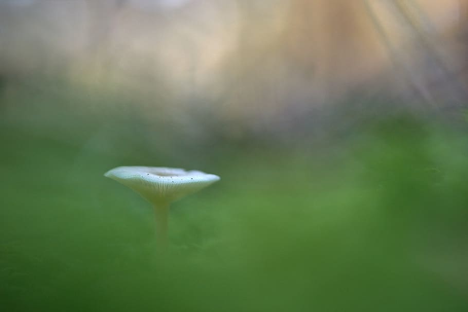 white-petaled flower, fungus, beauty in nature, growth, mushroom HD wallpaper