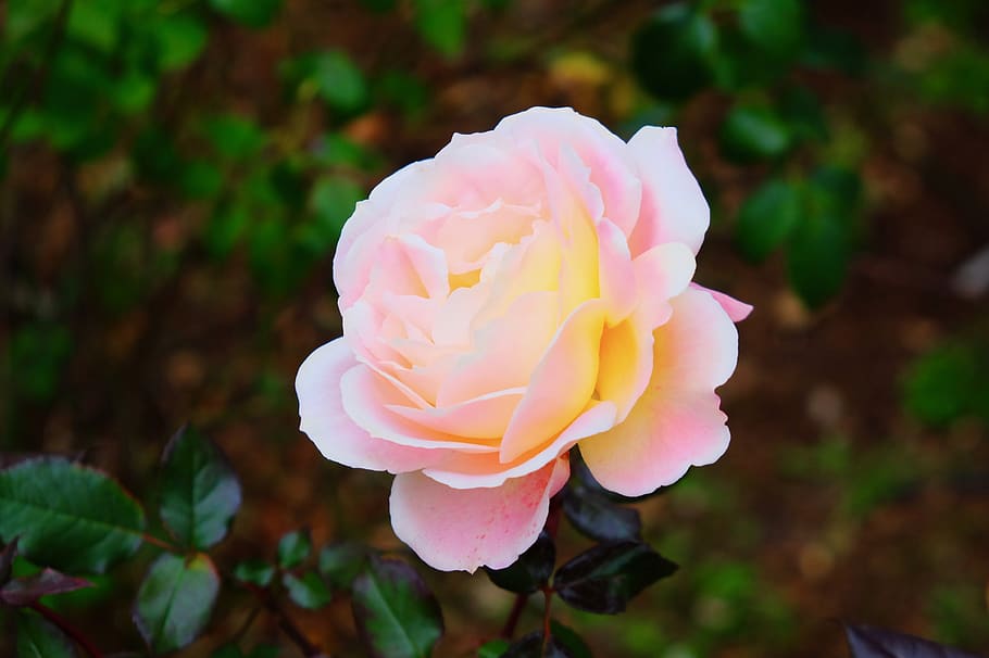 rose, white, petal, light, pond, elegant, flower, beauty in nature HD wallpaper