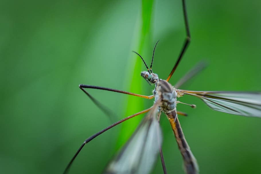 switzerland, aarau, invertebrate, insect, animal themes, animal wildlife HD wallpaper