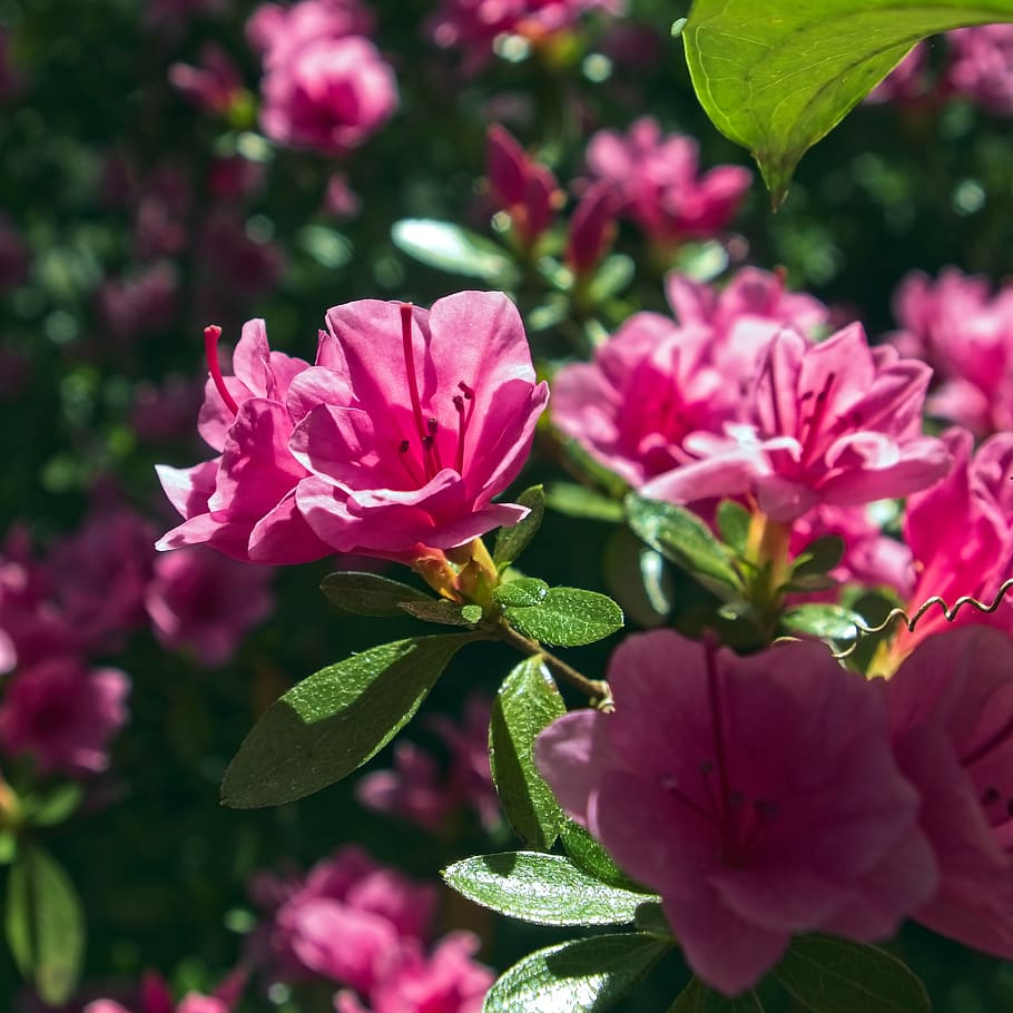 pink azalea, blossoms, bloom, spring, garden, nature, rhododendron, HD wallpaper