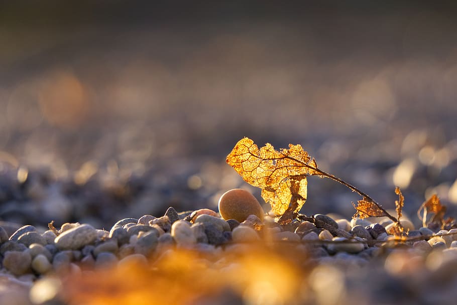leaves, leaf, decay, break up, broken, old, pebble, gravel HD wallpaper