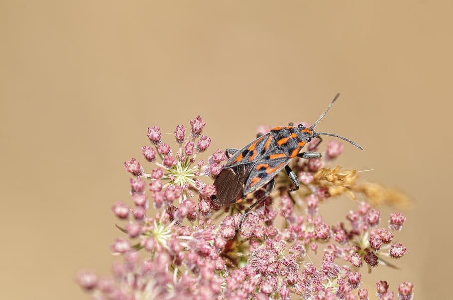 Black Gray and Orange Reduviidae, beetle, bloom, blossom, bug HD wallpaper
